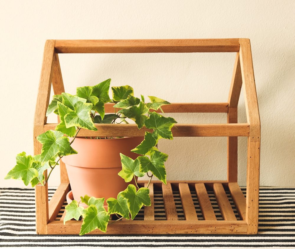 english ivy plant in wooden frame on table